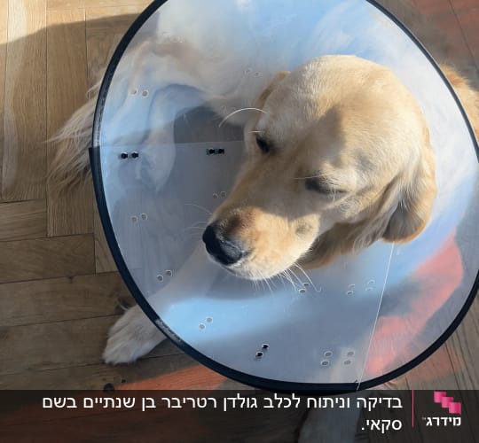 כלב עם קולר מגן על רצפת עץ